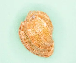 优直播